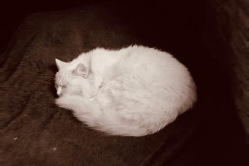 THE FOOTLESS CAT